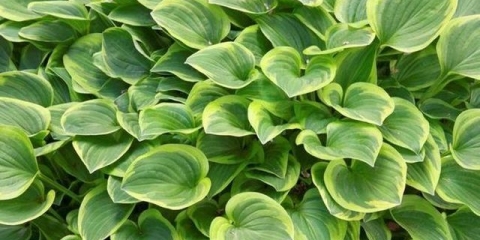 Kada i kako razmnožavati domaćina dijeljenjem grma